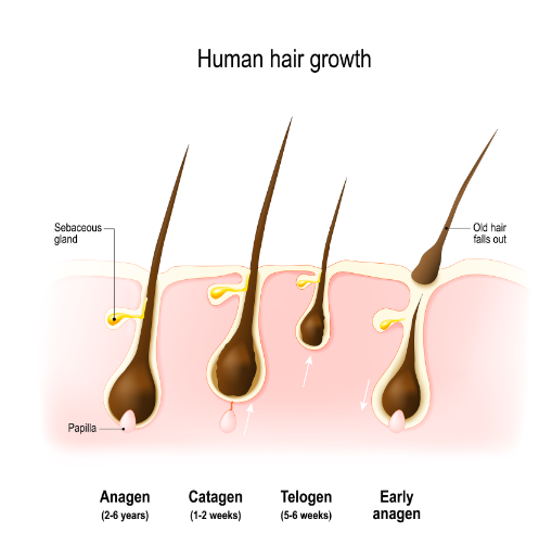 Stimulates Hair Growth of Larch Wood Extract For Hair Stimulates Hair Growth of Larch Wood Extract For Hair